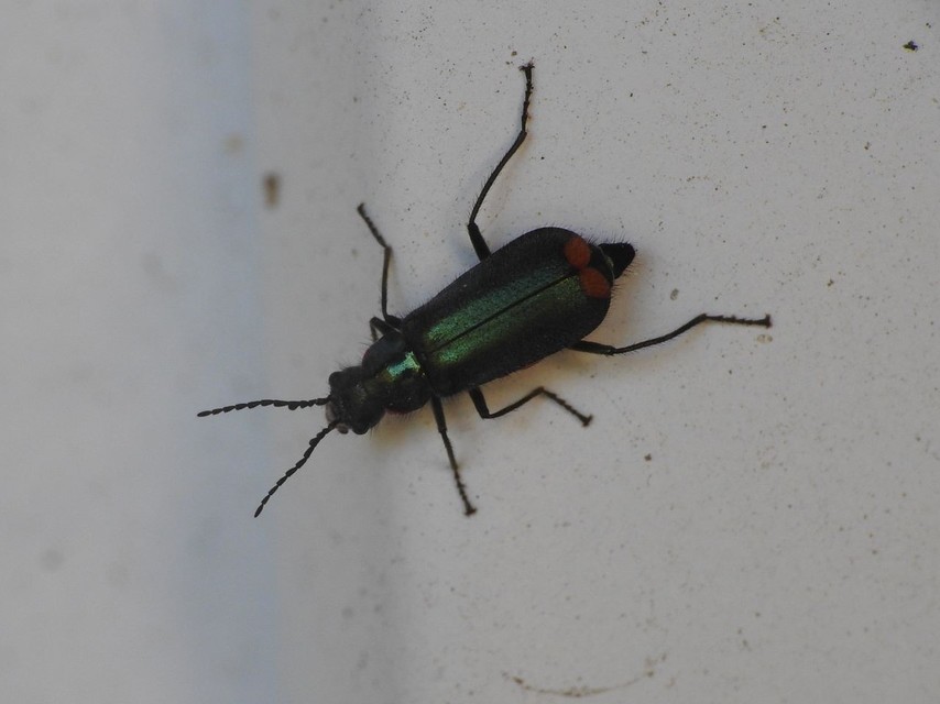 Malachius bipustulatus - kétfoltos bibircsesbogár