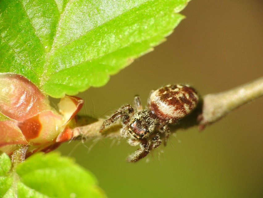 Macaroeris nidicolens - fészkes ugrópók