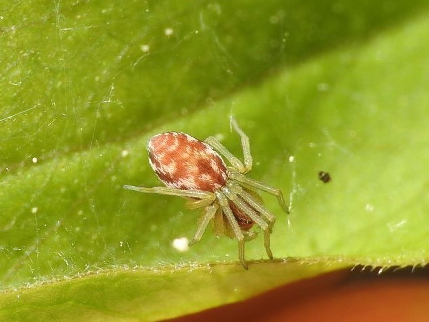 Nigma flavescens - vöröslő hamvaspók