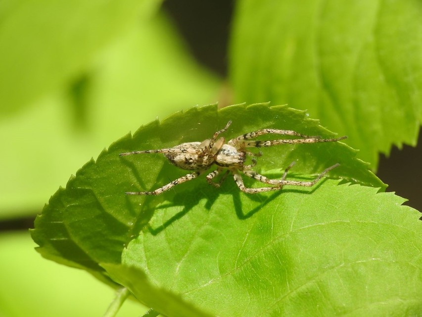 Anyphaena accentuata - jegyespók
