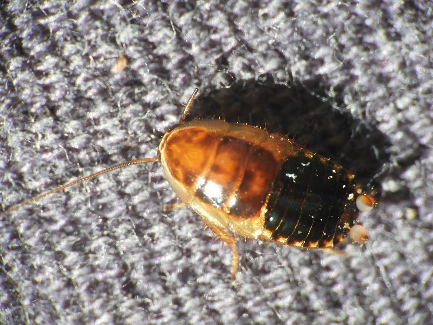 Ectobiidae