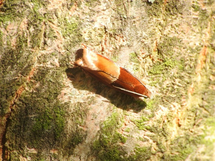 Ancylis mitterbacheriana - tölgysodró horgasmoly
