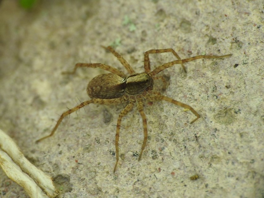 Pardosa