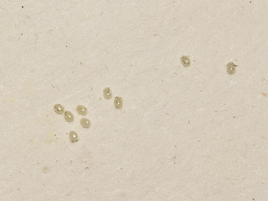 Chloroclystis v-ata - zöldes törpearaszoló