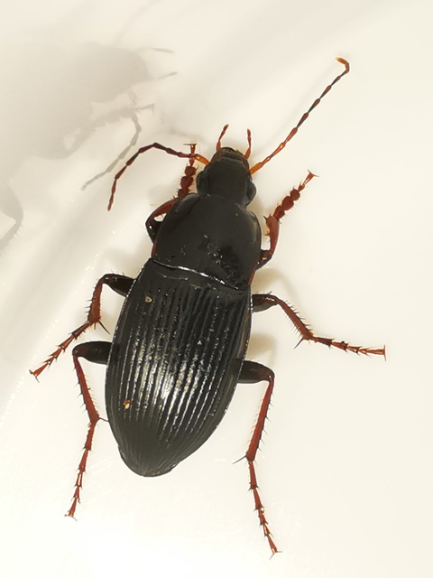 Calathus fuscipes - sokpontos tarfutó