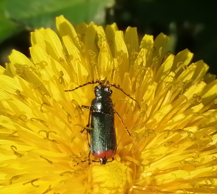 Malachius bipustulatus - kétfoltos bibircsesbogár