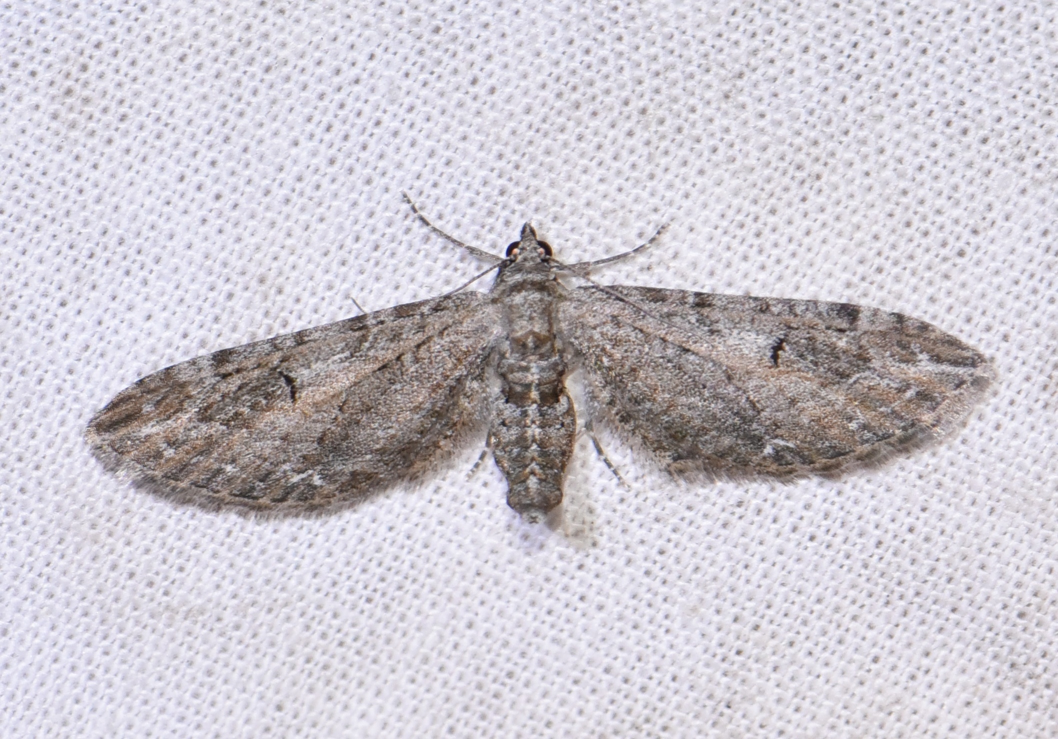 Eupithecia ochridata - mezeiüröm-törpearaszoló