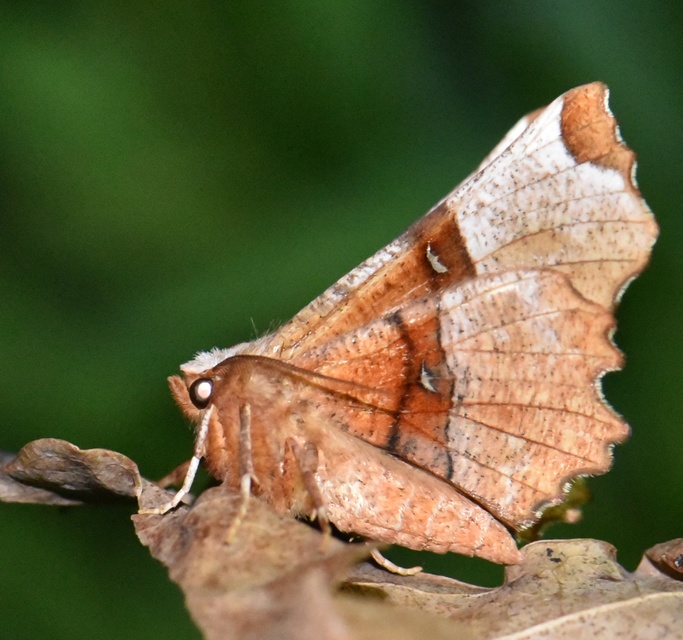 Selenia lunularia - egyfoltos holdasaraszoló