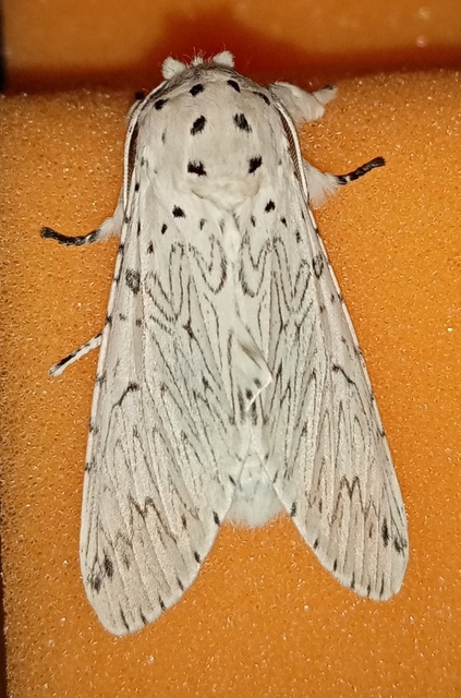 Cerura erminea - hermelin-púposszövő Cerura erminea - hermelin-púposszövő