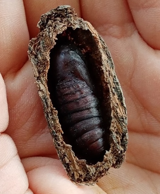 Cerura erminea - hermelin-púposszövő Cerura erminea - hermelin-púposszövő