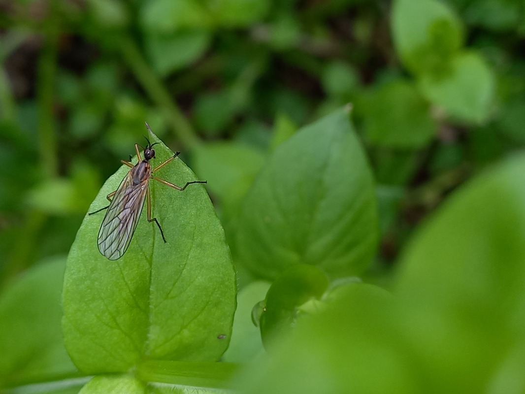 Empis trigramma