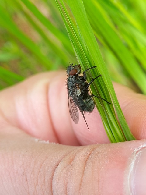 Calliphoridae - dongólegyek