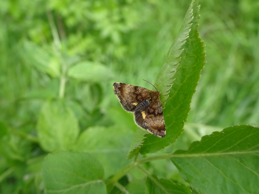 Panemeria tenebrata - apró sárgabagoly