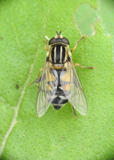 Helophilus