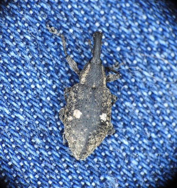Lepyrus palustris - kétpettyes fűzormányos