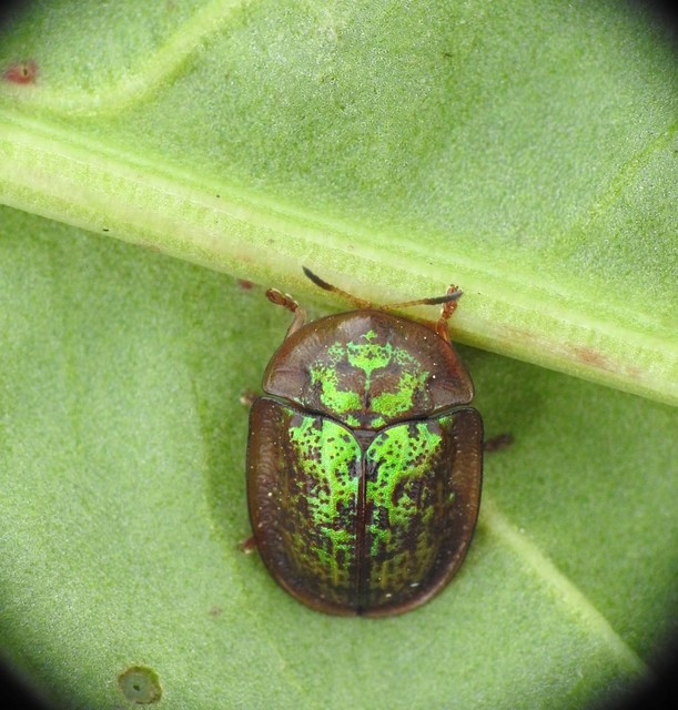 Cassida canaliculata - karimás pajzsbogár