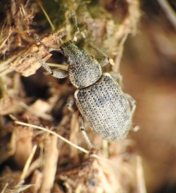 Mesagroicus obscurus - dülledtszemű libatopormányos