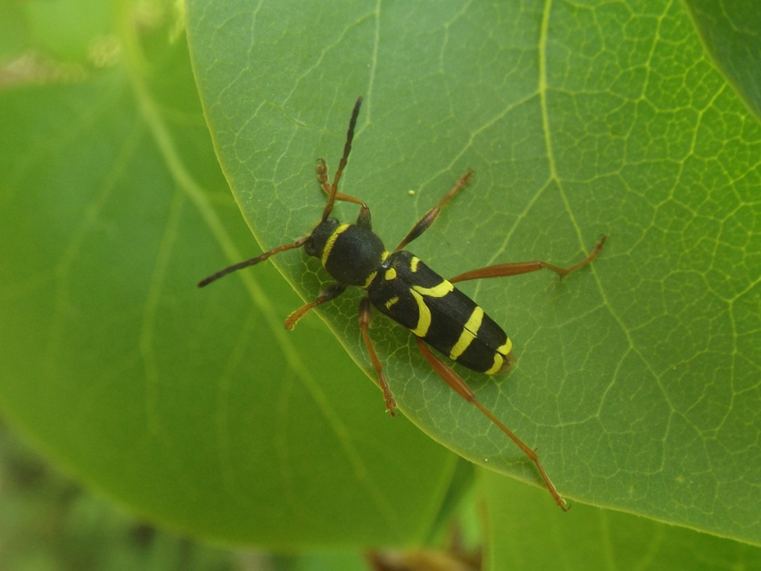 Clytus arietis - közönséges darázscincér