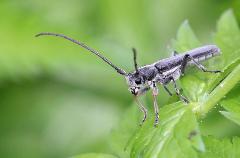 Phytoecia cylindrica - medvelapucincér