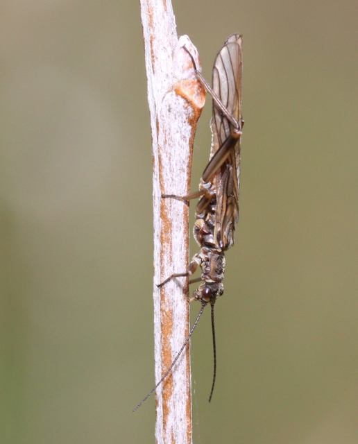 Nemouridae