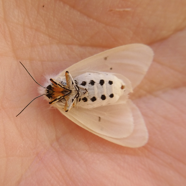Diaphora mendica - felemás medvelepke