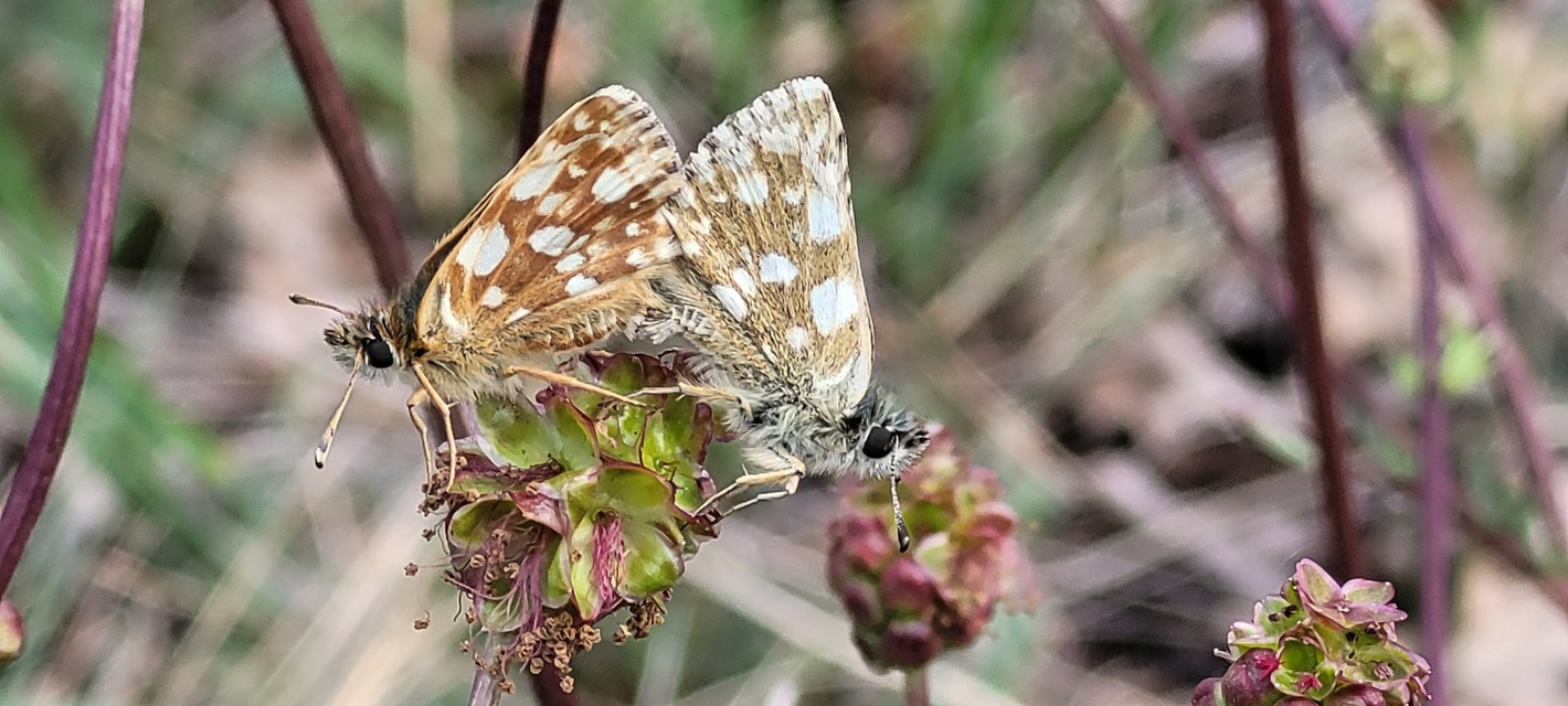 Spialia orbifer - törpe busalepke