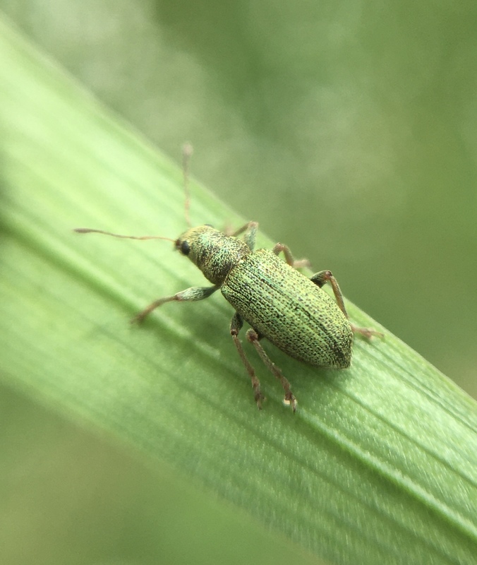 Pachyrhinus lethierryi - tujarontó ormányos