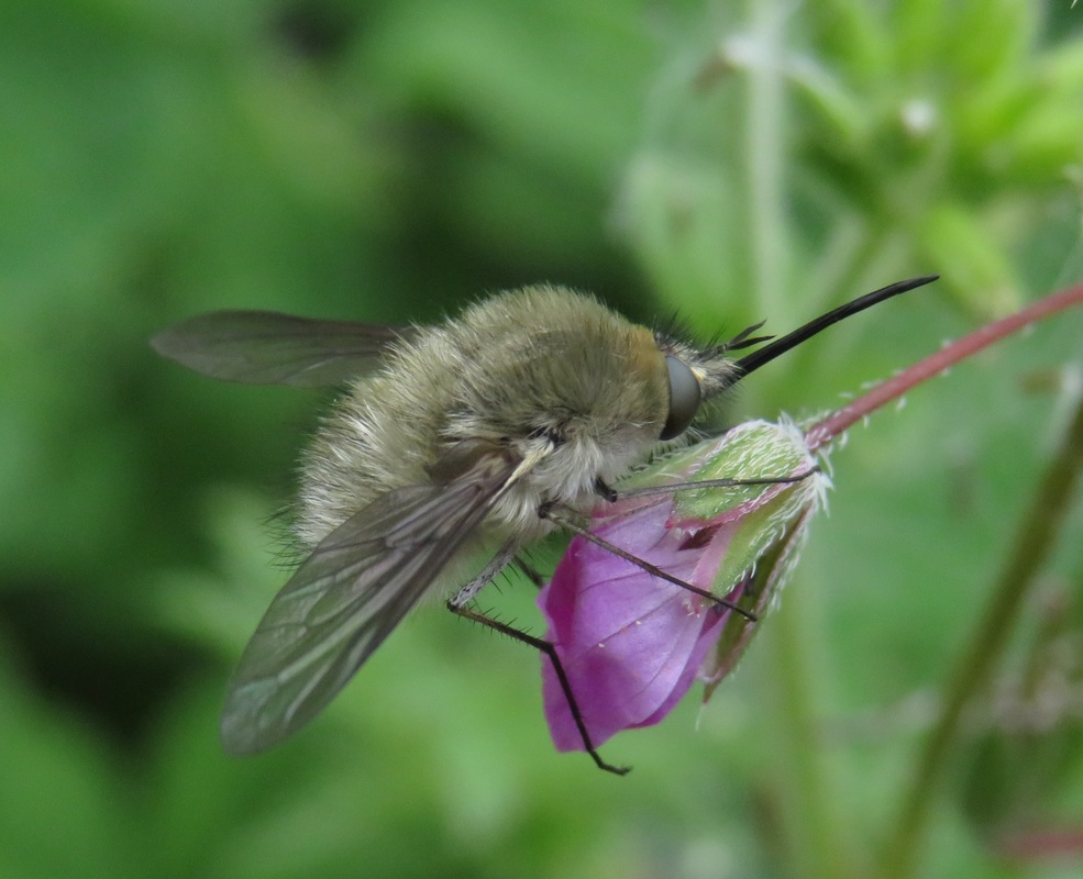 Bombylius cinerascens