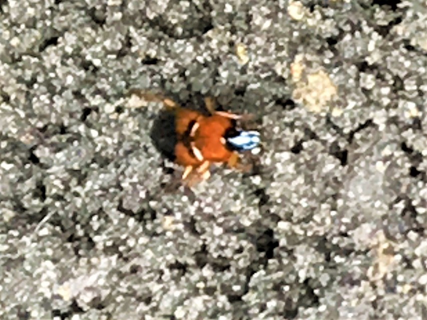 Stenolophus teutonus - nagyfoltos turzásfutó