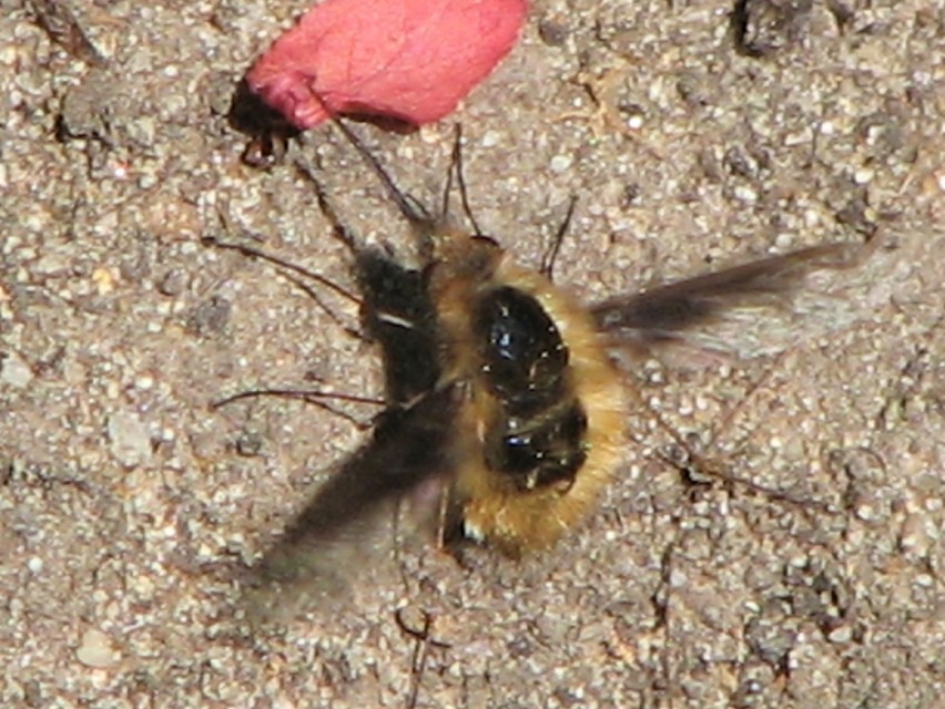 Bombylius major - szegélyes pöszörlégy