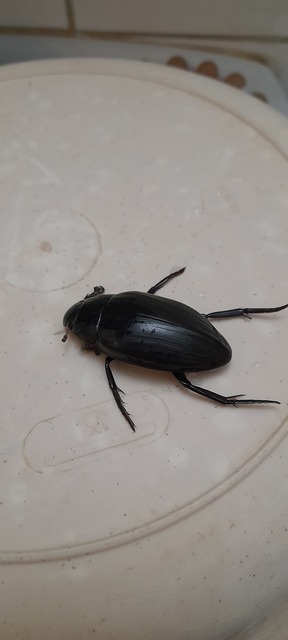 Hydrophilus