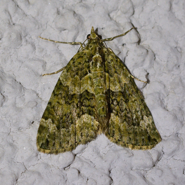 Chloroclysta siterata - salátazöld araszoló