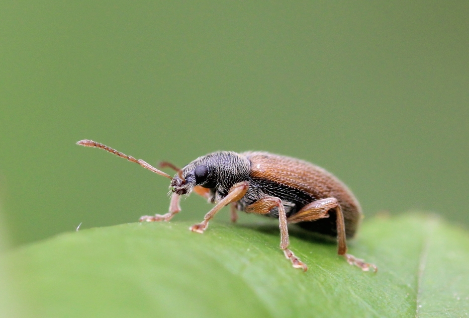 Phyllobius oblongus - közönséges levélormányos
