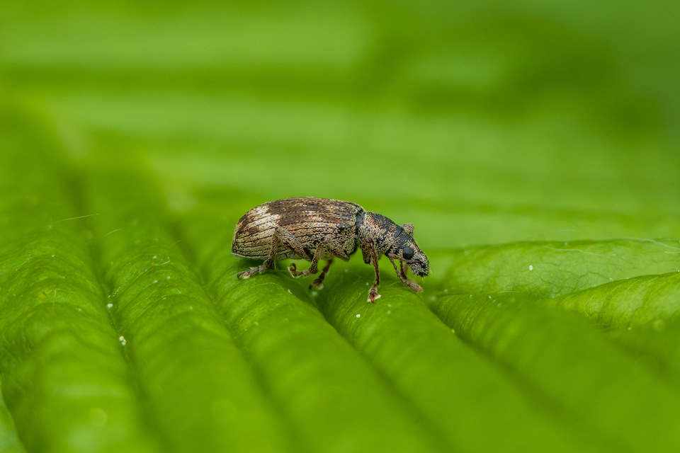 Polydrusus tereticollis - szalagos lombormányos