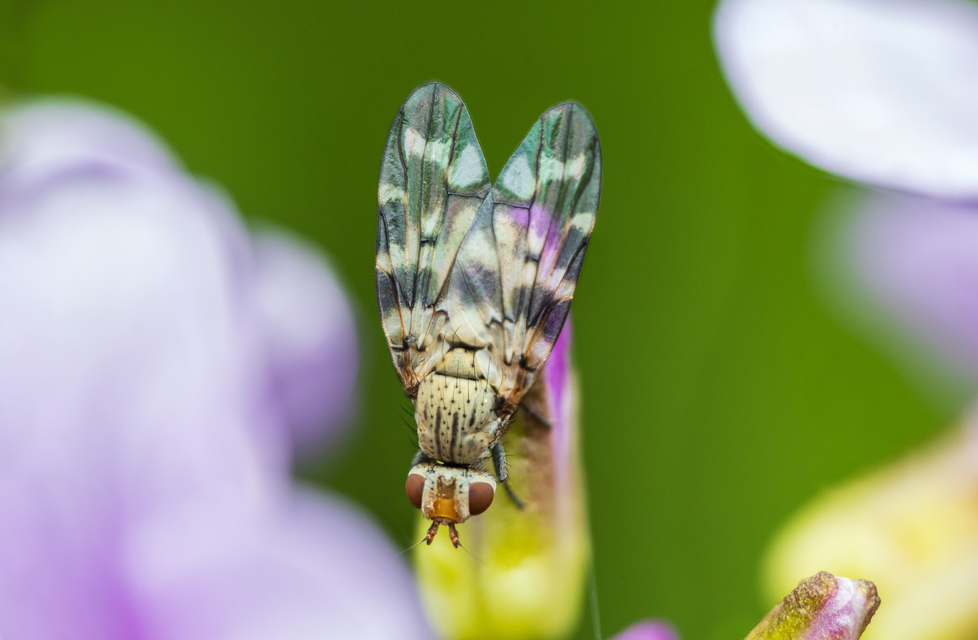 Otites centralis/guttata