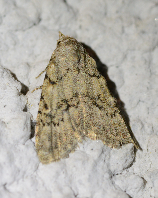 Nola cicatricalis - szürke pamacsosszövő