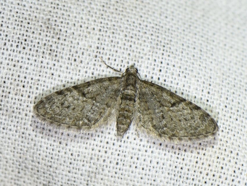 Eupithecia virgaureata - aranyvessző-törpearaszoló