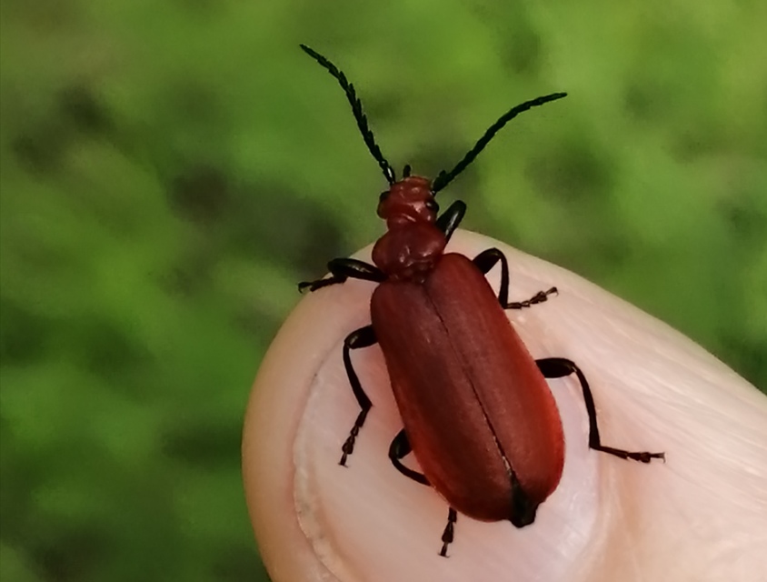 Pyrochroa serraticornis - közép-bíborbogár