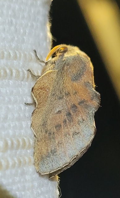 Phyllodesma tremulifolia - nyárlevélpohók