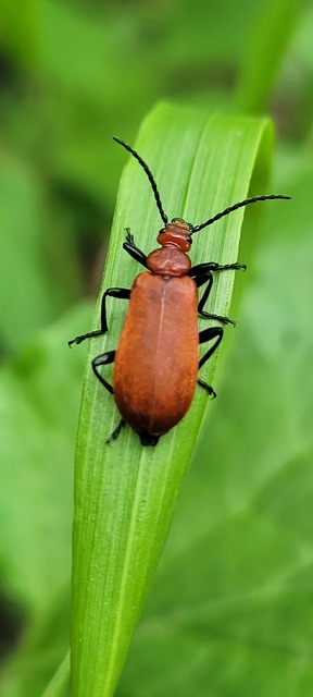 Pyrochroa serraticornis - közép-bíborbogár