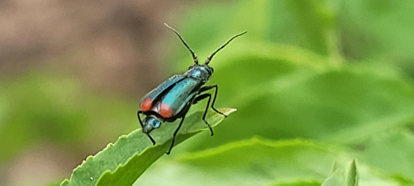 Cordylepherus viridis - zöld bibircsesbogár