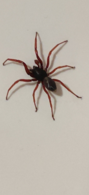 Dysdera