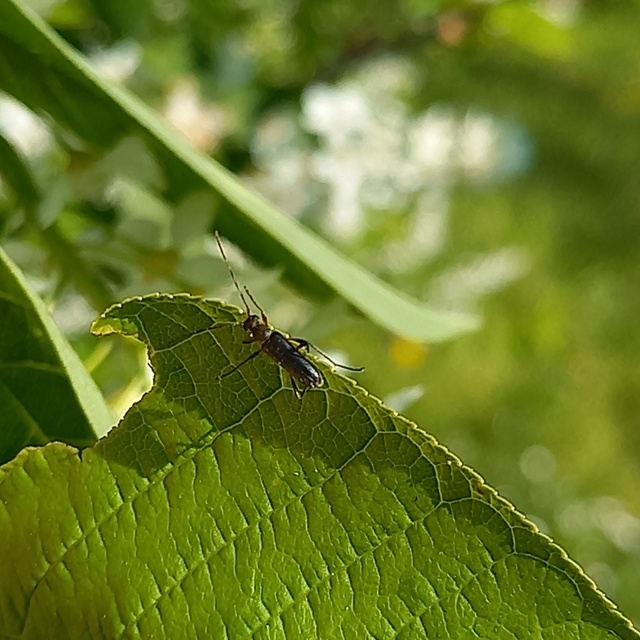 Grammoptera ruficornis - gyűrűscsápú galagonyacincér Grammoptera ruficornis - gyűrűscsápú galagonyacincér