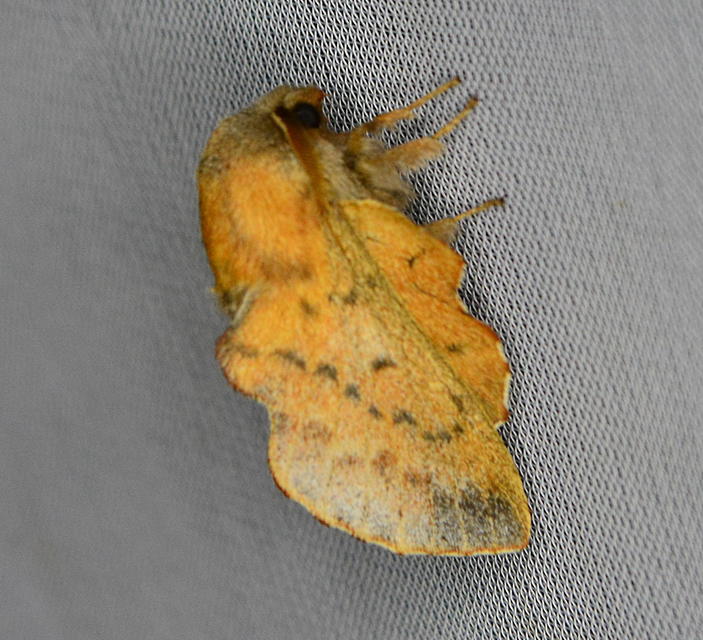 Phyllodesma tremulifolia - nyárlevélpohók