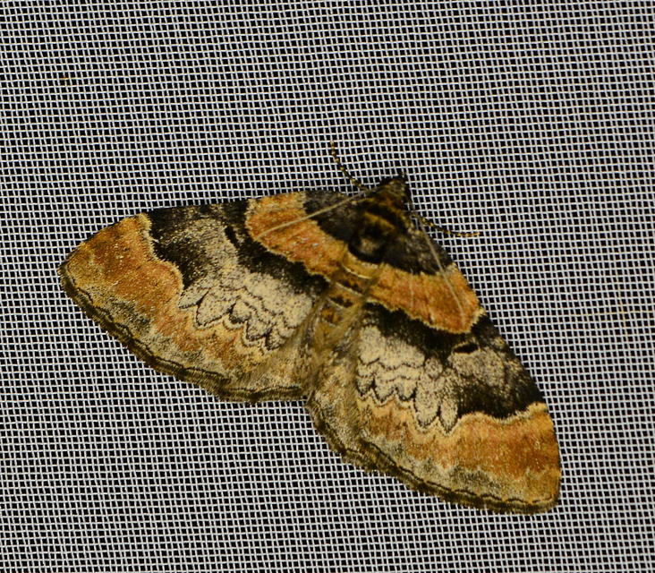 Catarhoe rubidata - piros tarkaaraszoló