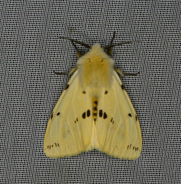 Spilarctia lutea - sárgás medvelepke