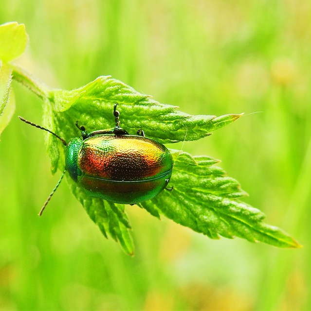 Chrysolina graminis - zöld varádicslevelész