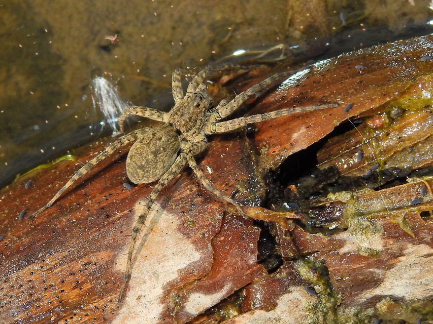 Pardosa nebulosa