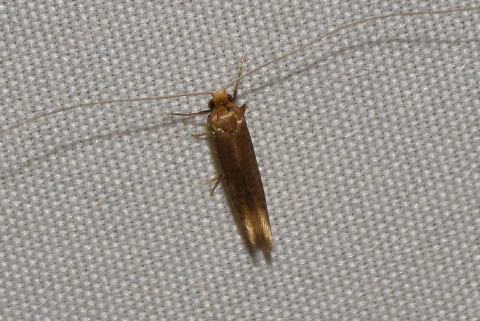 Nematopogon