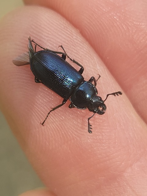 Platycerus caraboides - kis fémesszarvasbogár